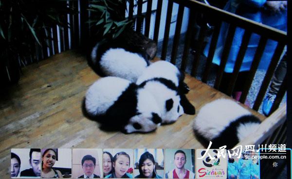 大熊猫在线互动直播