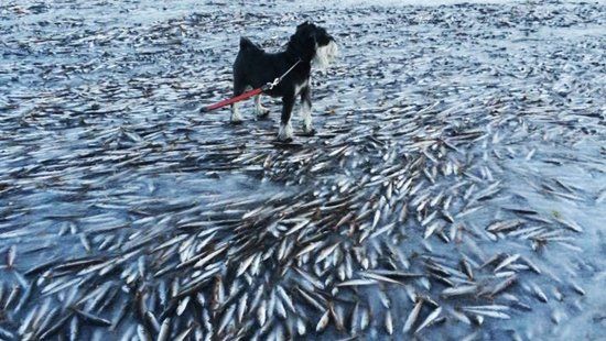魚群被凍在海冰內