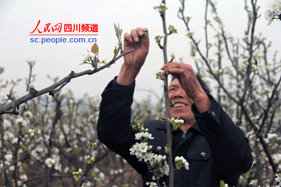 村民种植绿宝石 每亩梨树年产值近7000元