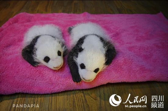 全球首次大熊猫龙凤胎成长直播将于9月5日启