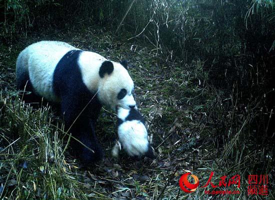 四川九寨沟县拍到野生大熊猫携子同游画面