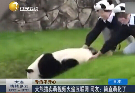 大熊貓爬圍牆被阻賭氣