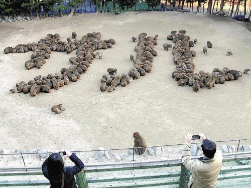 猴年將至 日本動物園都對猴子們做了些啥 四川頻道 人民網