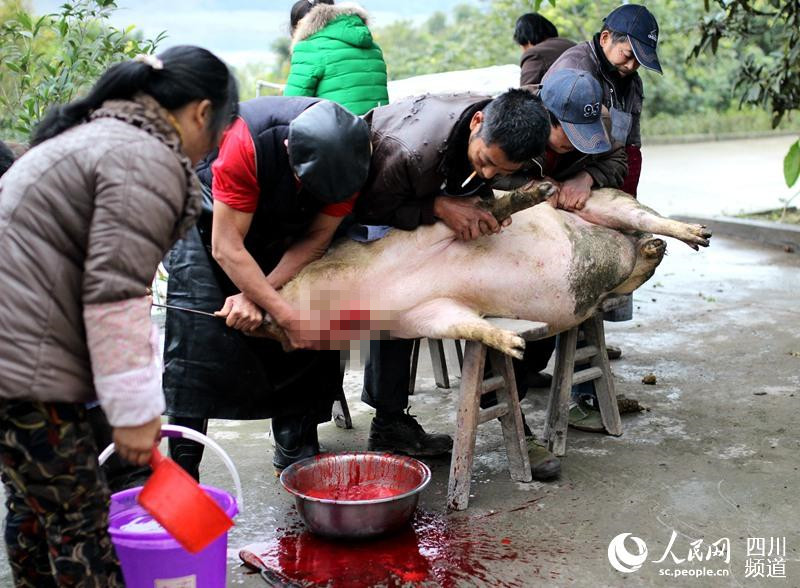 泸州太伏镇的年事:寄养年猪 春节认领