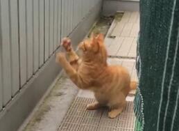 猫咪第一次看雪逗趣