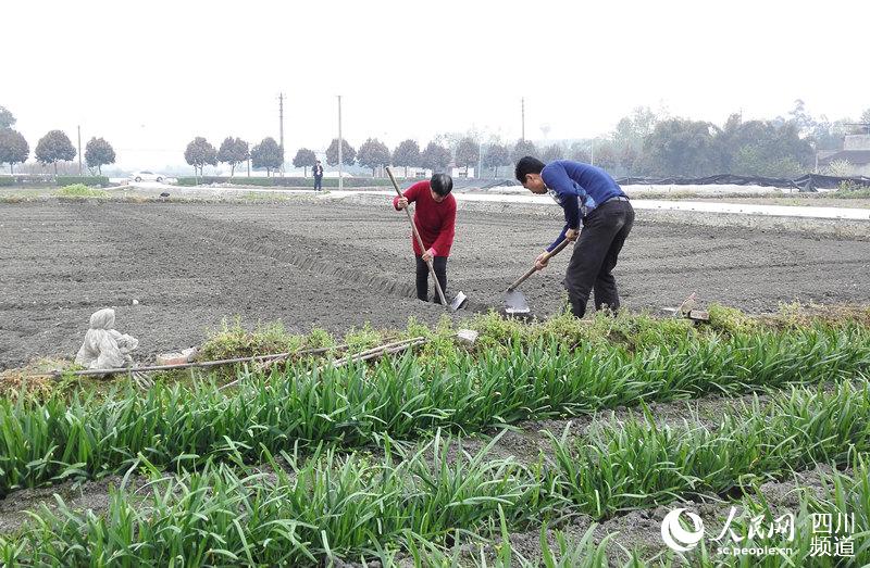 新民场人口_郫县新民场镇