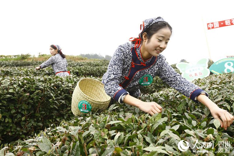 以旺苍黄茶为龙头的广元纯黄茶,广元黄茶被认定为国家800_533