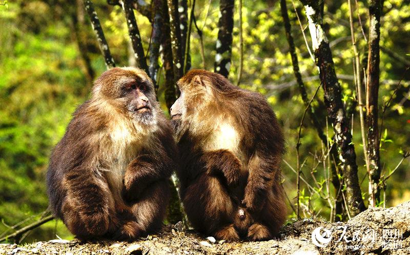 喇叭河畔，“劫后余生”倍加恩爱（国家二级保护动物藏酋猴）（景区供图）