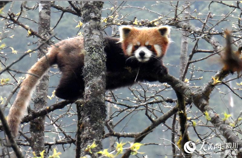 二郎山喇叭河景区，丛林中偶遇小熊猫的窥视。（景区供图）