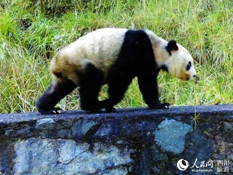 二郎山喇叭河景区内，从容淡定的野生大熊猫。（景区供图）