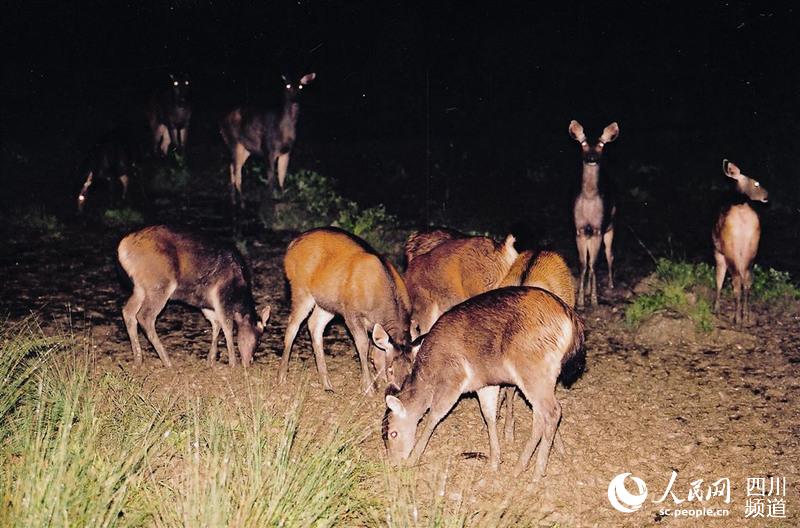 在二郎山喇叭河景区内的宾馆住宿，能观赏到成群的珍稀水鹿（国家二级保护动物，夜间偷拍）。（景区供图）