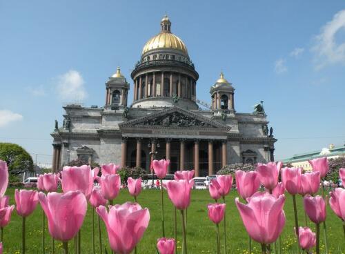 郁金香绽放圣彼得堡