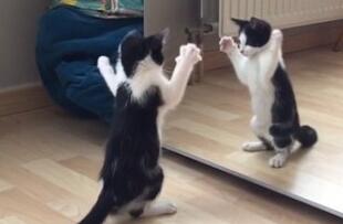 小猫照镜子跟自己打招呼