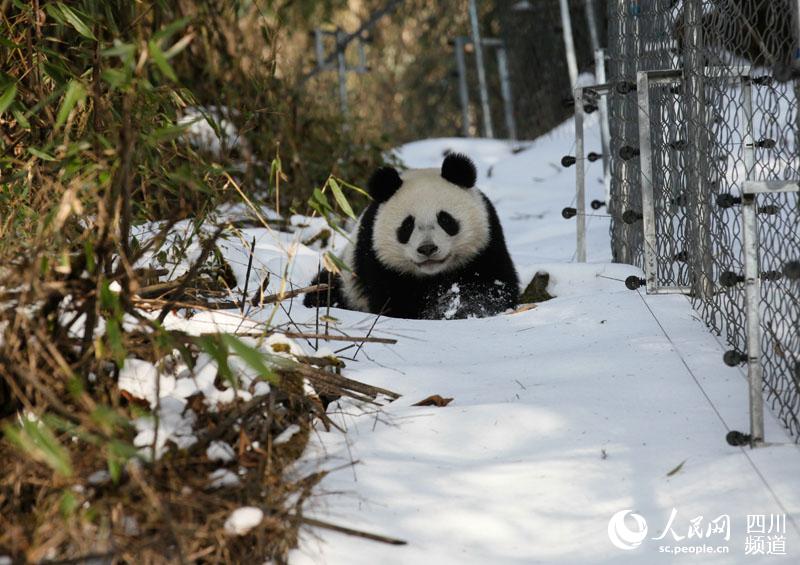 图为放归前,大熊猫"华妍"在野化环境中生活场景.