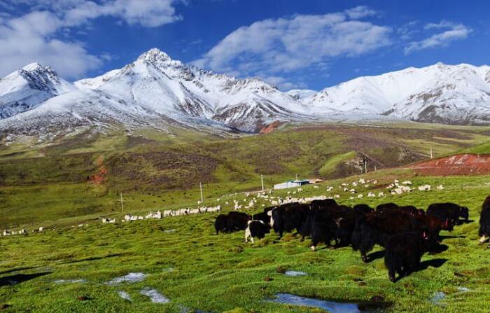 甘肃祁连山夏日现"雪域高原"景观