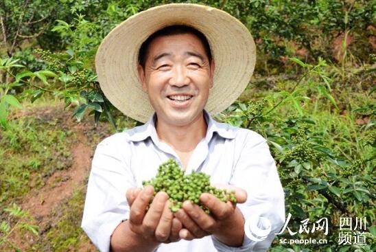 泸州西坛村:大力发展花椒产业 供给侧改革助农