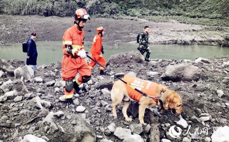 搜救犬小虎:累瘫后短暂休息 继续投入搜救