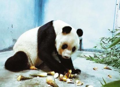 大熊猫瘦成皮包骨？