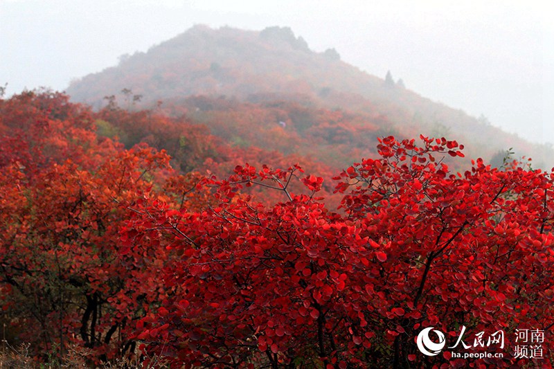 雲海紅葉顏值爆表