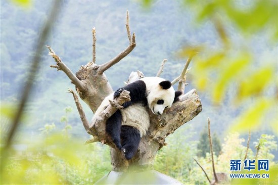 大熊猫的秋日生活