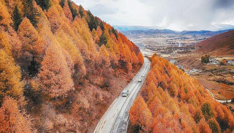 甘孜州道孚县国道350线 落叶松形成高原冬景