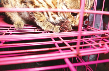 这个 猫儿 长得不一样 隆昌村民捕兽夹救下豹猫