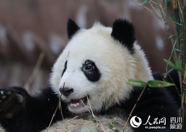 网友发布熊猫基地大熊猫出现所谓的“螨虫眼”（图片来自互联网）