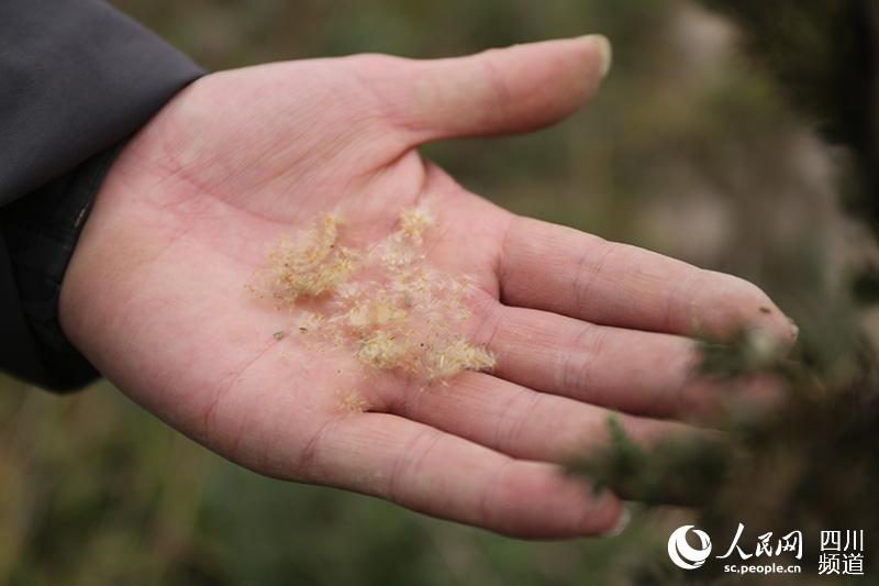 泸州纳溪区濒危野生植物疏花水柏枝被列入专项