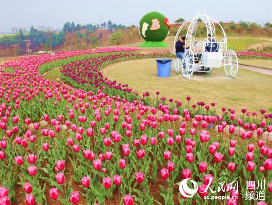 3月2日,自贡市观音湖景区第三届郁金香乡村旅游节在自贡市沿滩区永安