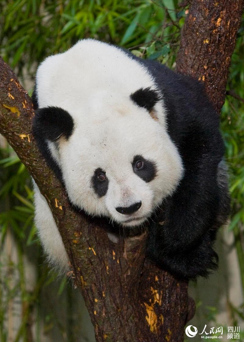海归老龄大熊猫“高高”结束隔离检疫 在川安享晚年