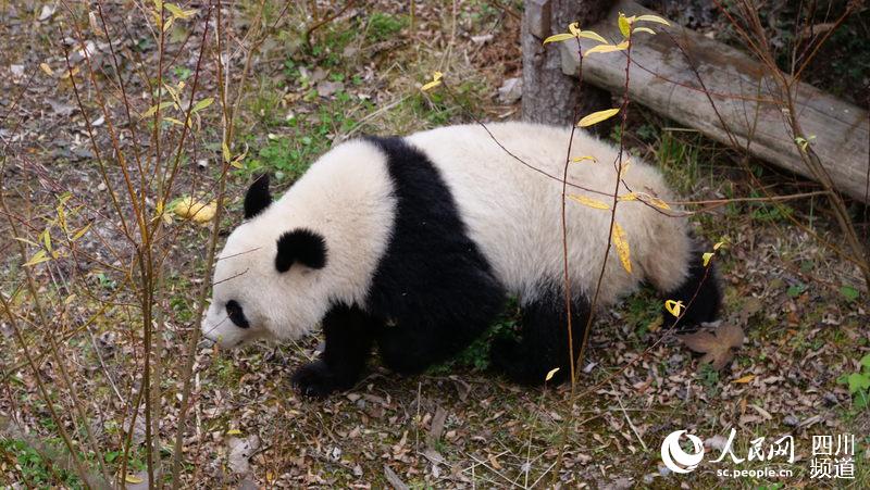 大熊猫“福凤”在户外活动场适应新环境。（图片由中国大熊猫保护研究中心提供）