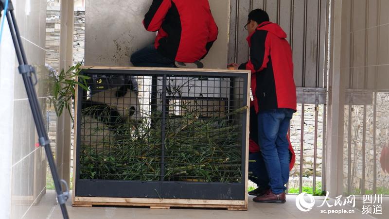 工作人员引诱熊猫出笼。（图片由中国大熊猫保护研究中心提供）