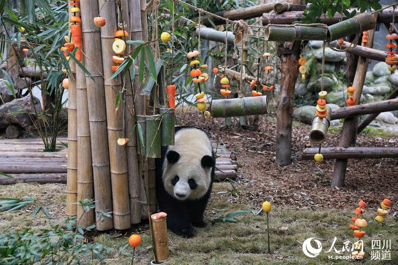 大熊猫“淼淼”收到了特别的新春水果“大礼包”。（朱虹 摄）