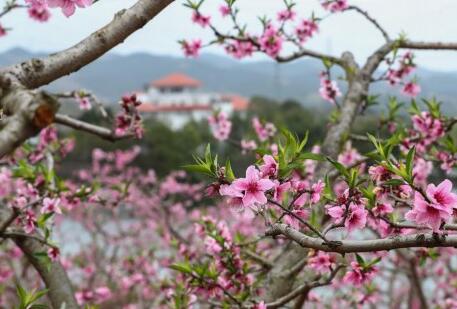 “桃花故里”赏桃花
