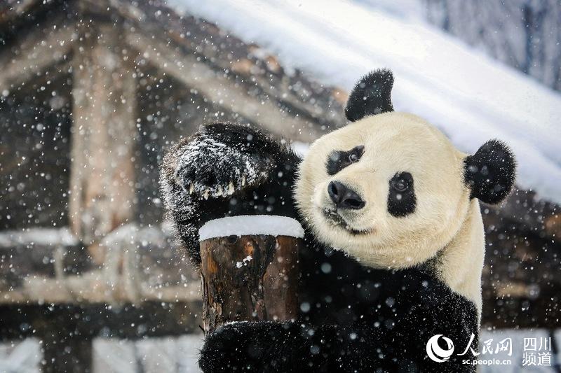 大熊猫二喜（图片由济南野生动物世界提供）