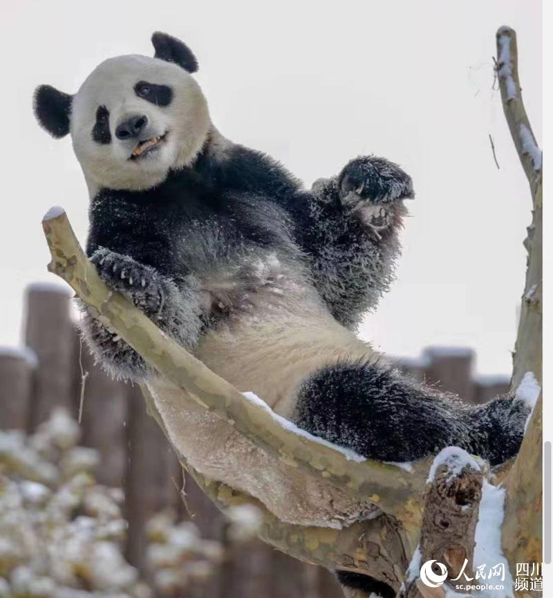 大熊貓婭雙（圖片由濟南野生動物世界提供）