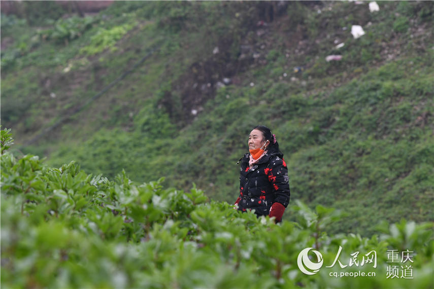 重庆南岸区迎龙人口_重庆南岸区(3)