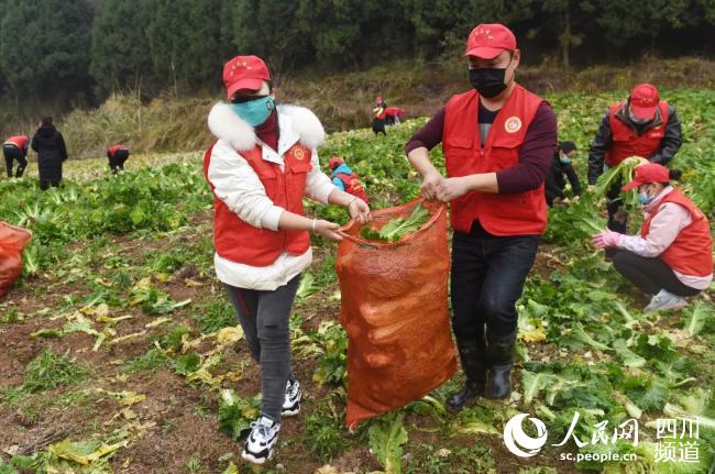 志願者在採摘蔬菜。受訪者供圖