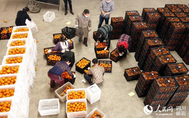 金堂向武漢方艙醫院醫護人員捐贈水果。（金堂縣委宣傳部供圖）