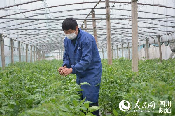 農民正在養護農作物。丁文君攝