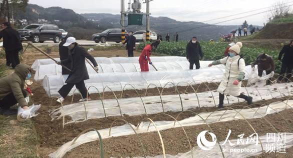社區婦聯干部積極組織當地社區居民在蘆筍園區除草，進行蘆筍管護。