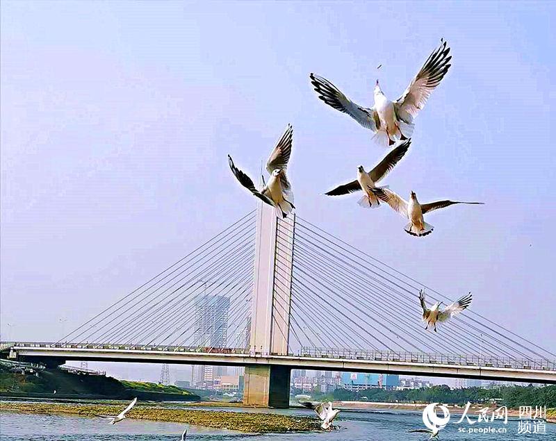 海鷗翩翩起舞。天府新區融媒體中心供圖