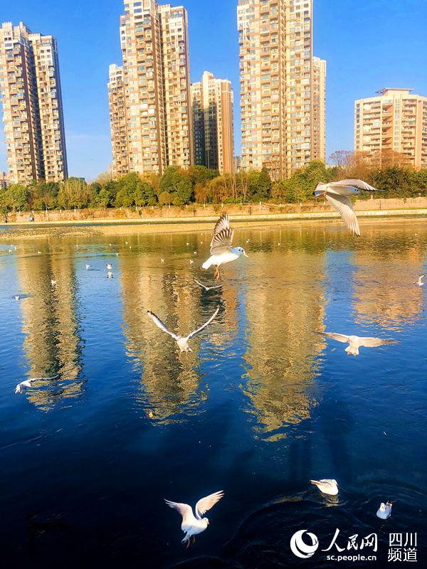河中的海鷗。天府新區融媒體中心供圖