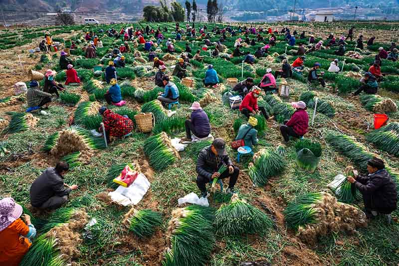 2020年2月27曰，涼山州德昌縣，巴洞鎮有序組織村民搶收小蔥，增加市場供應。 （楊黎明 攝）