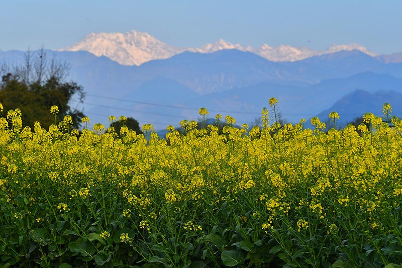 2020年2月29日，朝霞出現在成都市大邑縣，遠處雪山清晰可見，與油菜花共成一景。  （何海洋 攝）  