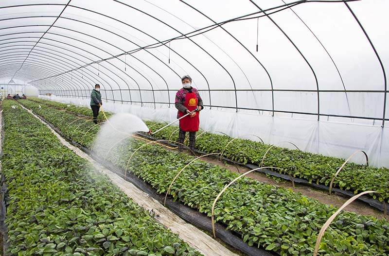 2020年2月12日，廣安市廣安區大龍鎮自力村村民在給蔬菜苗澆水。（張國盛 攝）