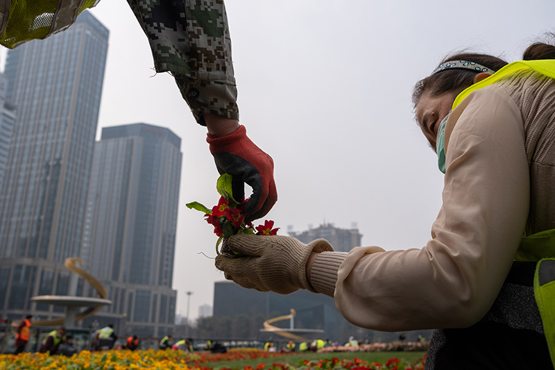 2020年2月26日，成都市，天府廣場園林工人在修補花木。（鄒紅濤-攝）