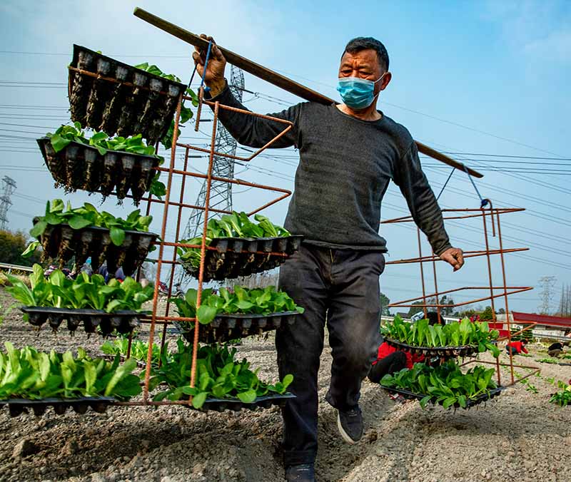 2020年2月25日，成都彭州市，九尺鎮銀雀村菜農栽插白菜“抗疫情 保春耕”。（ 張鴻 攝）