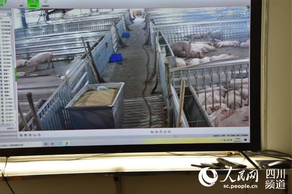 監控中的巴佑種豬場一角。蔣兵 攝