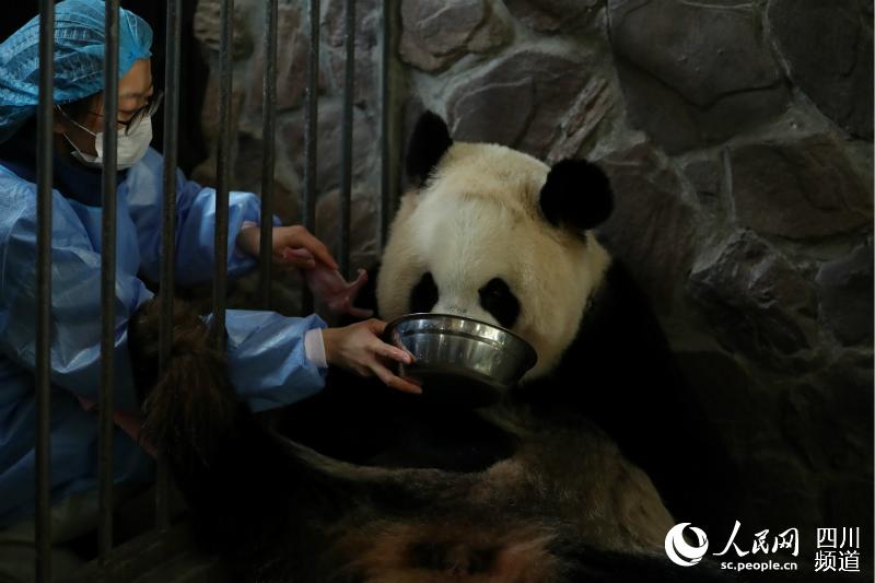 產后的大熊貓福娃。成都大熊貓繁育研究基地供圖